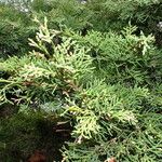 Juniperus cedrus 花