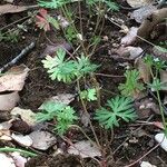 Geranium columbinum Habit