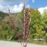 Bothriochloa ischaemum Bark