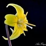 Erythronium grandiflorum Květ
