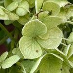 Hydrangea arborescensFleur