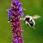 Salvia nemorosa Beste bat