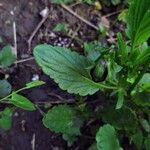 Viola × wittrockiana Leaf