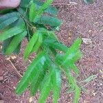 Calliandra tweediei Leaf