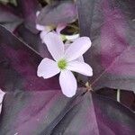 Oxalis triangularis Blüte