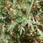 Potentilla argentea Leaf