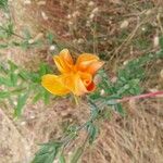 Oenothera longiflora Flower