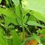 Chenopodium ficifolium (Kaarna)