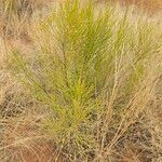 Baccharis sarothroides Hoja