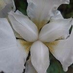Iris albicans Virág