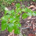 Prunus ilicifolia ഇല