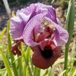 Iris mariae Flower