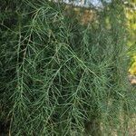 Asparagus officinalis 整株植物