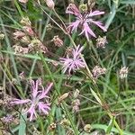 Silene flos-cuculi Flor
