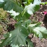 Papaver somniferum Foglia