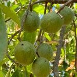 Elaeocarpus angustifolius Fruit