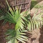 Chamaedorea radicalis Hoja
