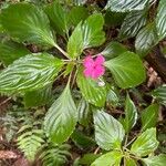 Impatiens flaccida Yaprak