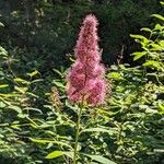 Spiraea salicifolia 花