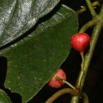 Siparuna thecaphora Fruit