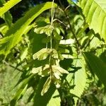 Acer carpinifolium Fruit