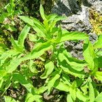 Lysimachia ciliata Folla