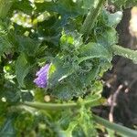 Cichorium endivia Flower