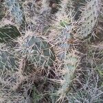 Opuntia littoralis Lapas