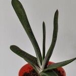 Gasteria carinata Leaf