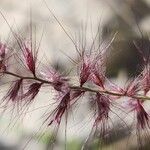 Cenchrus orientalis Flower