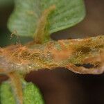 Lomariopsis hederacea Leaf