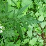 Parthenium hysterophorus Feuille