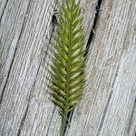 Agropyron desertorum Flower