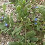 Anchusa thessala Кора