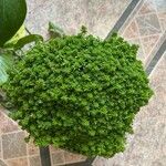 Sedum japonicum Hoja