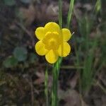 Narcissus rupicola Flor