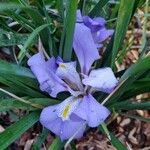 Iris unguicularis Květ