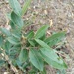 Copaifera langsdorffii Leaf