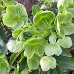 Helleborus argutifoliusBloem