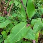 Canna indicaBlatt