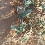 Acacia thomasii পাতা
