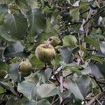 Pyrus pyraster Fruit