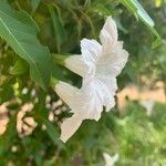 Cordia taguahyensis