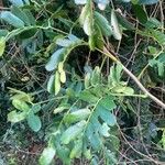 Entada polystachya Hoja