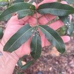 Lithraea molleoides Hoja
