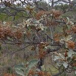 Byrsonima verbascifolia Leaf