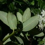 Rhododendron columbianum Hoja