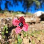 Papaver hybridumFloare