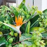 Strelitzia reginaeFlower