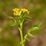 Barbarea intermedia Leaf